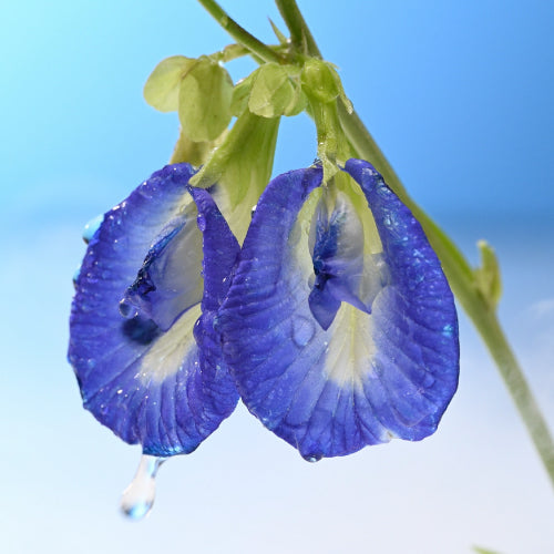 Blue Pea Flower Extract