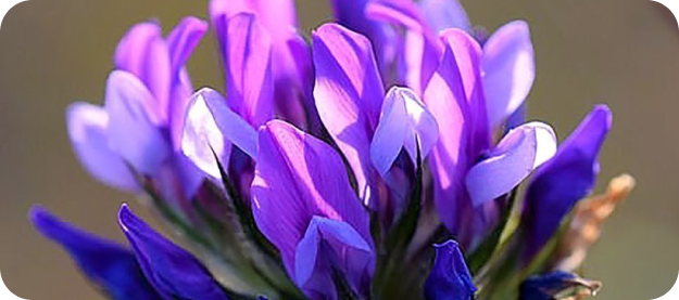 Purple crocus flowers