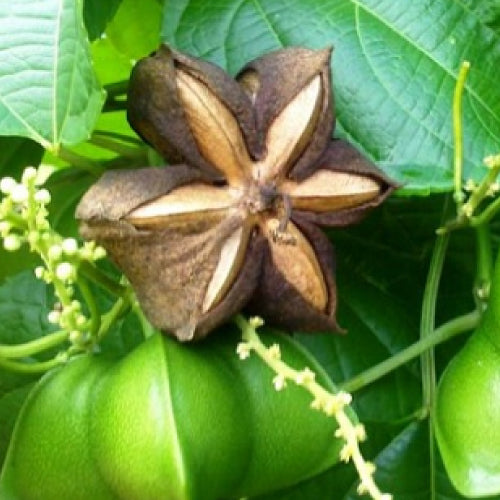 Natural Peptides