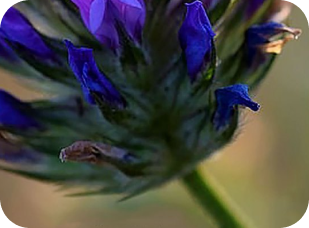 Purple flower closeup