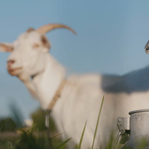 goat milk from Vilvah farm
