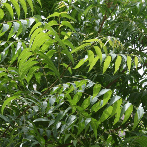Neem Extract