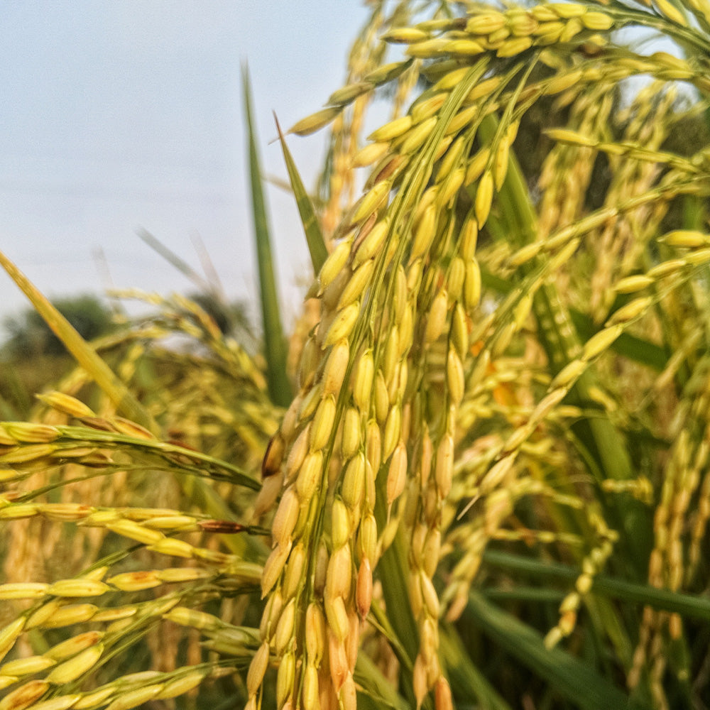 rice milk extract