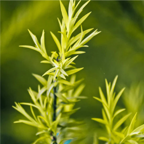 Tea Tree Oil
