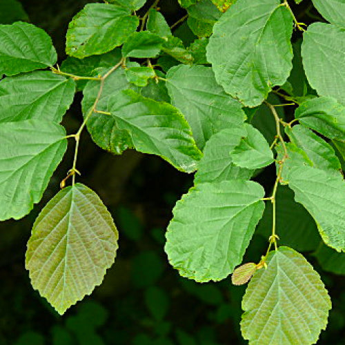 witch hazel leaf extract
