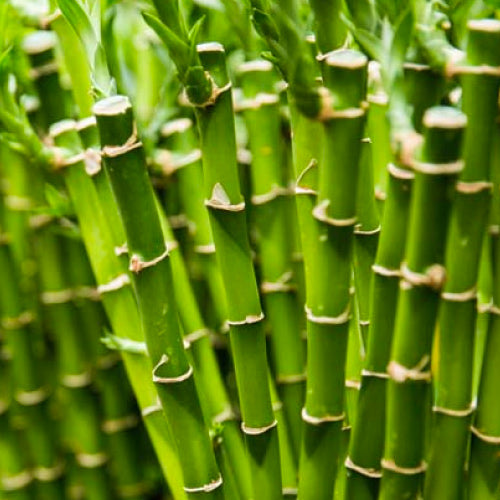 bamboo extract