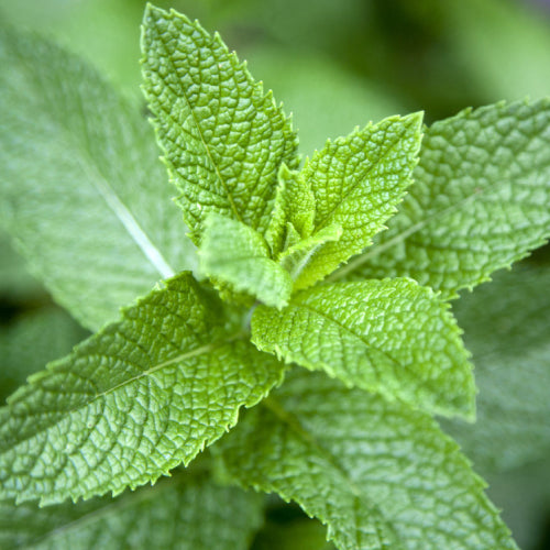 mint