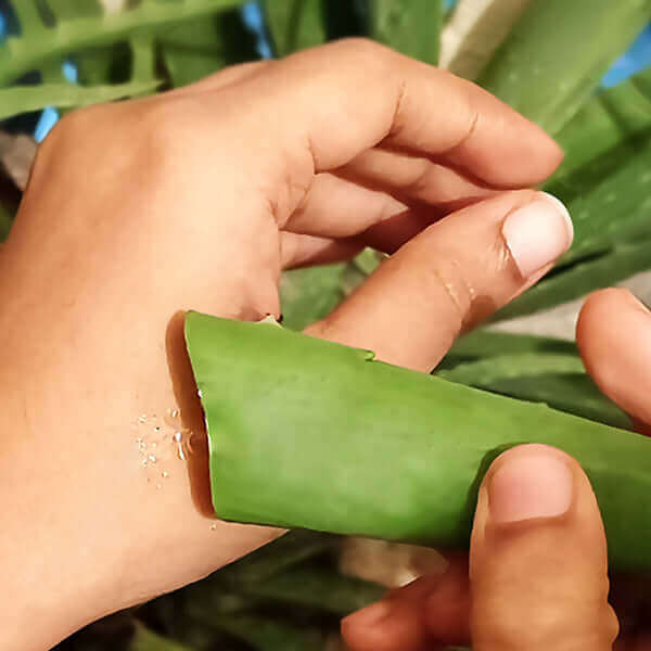 Is it safe to use raw Aloevera and apply it over Skin?