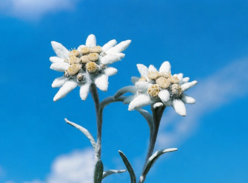 edelweiss extract