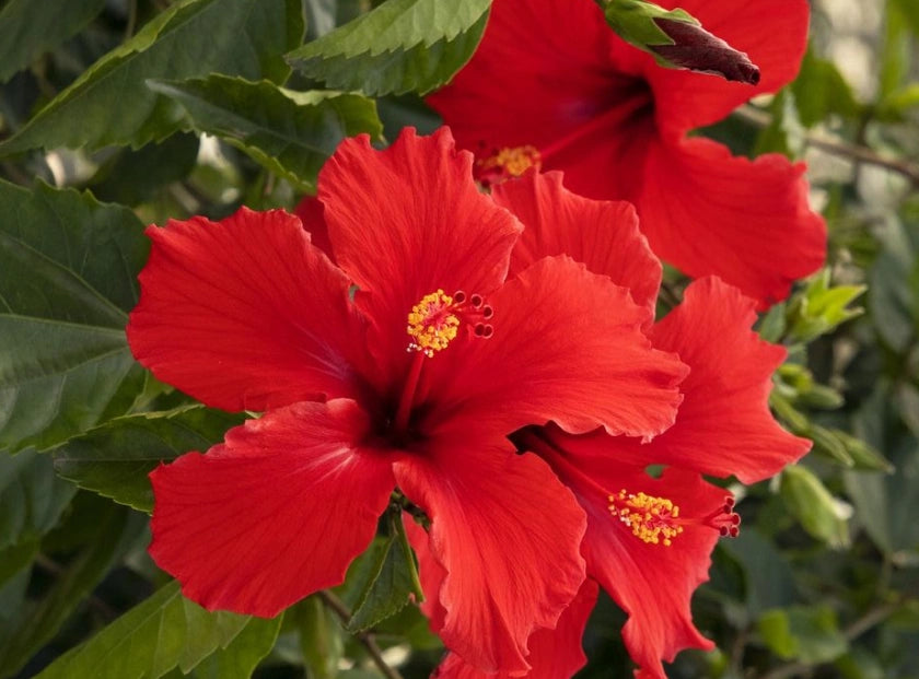 hibiscus flower