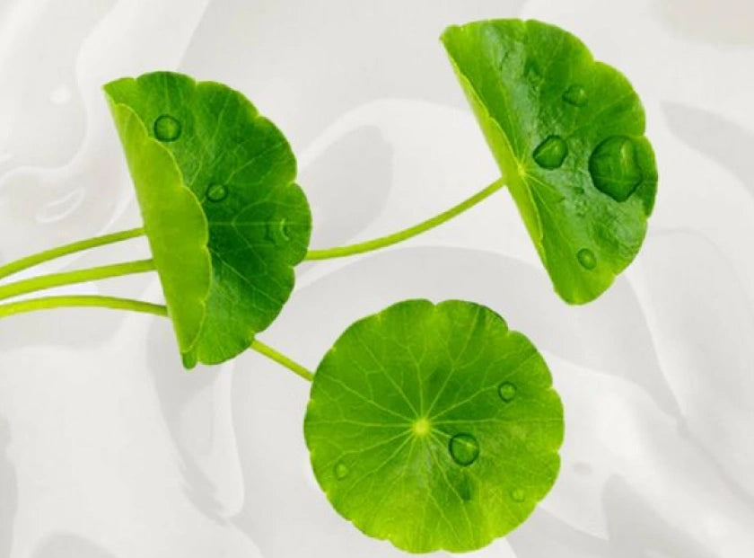 centella asiatica