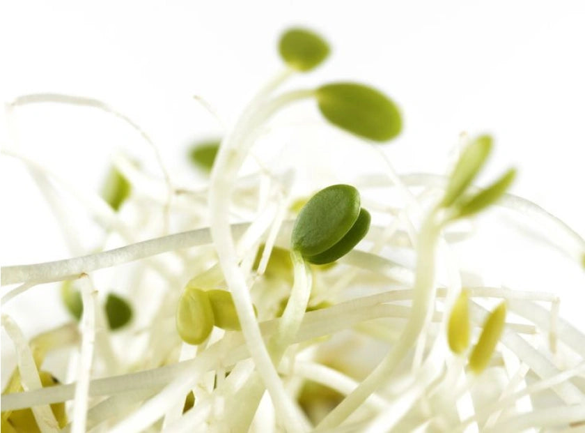 alfalfa callus culture