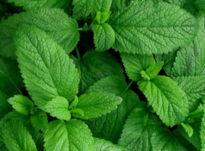 peppermint oil