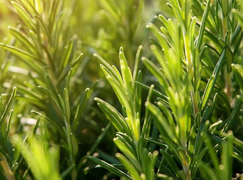 rosemary