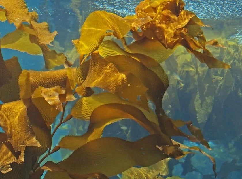 brown algae extract