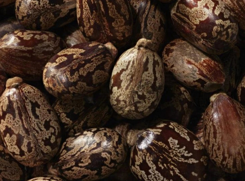 castor seed oil