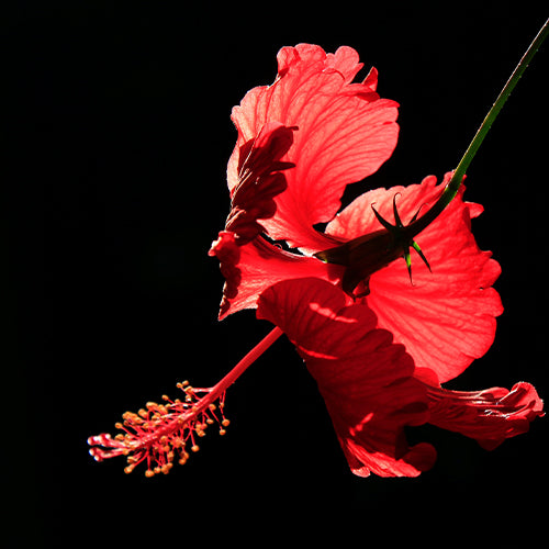 hibiscus