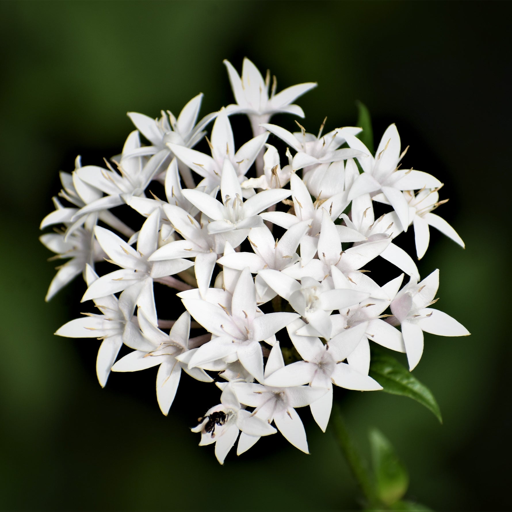 Jasmine Extract