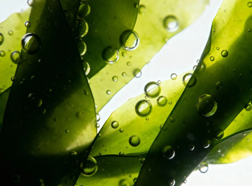 marine algae extract