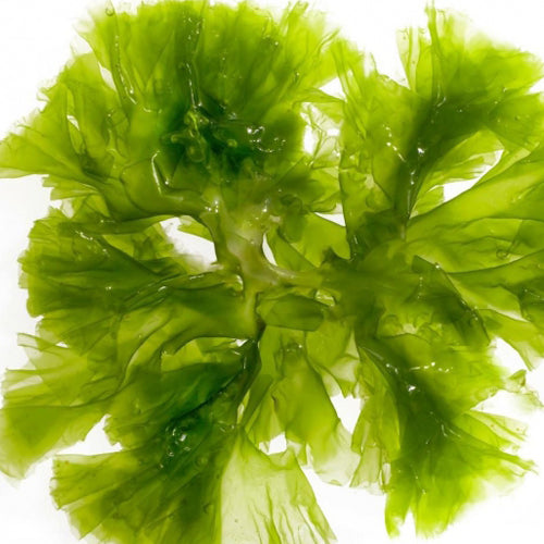 Marine sea weed