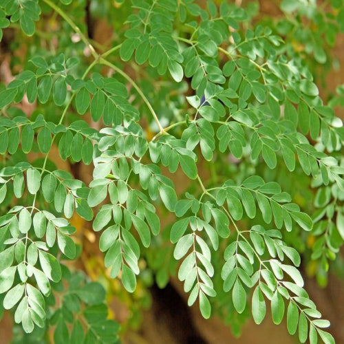 moringa oil