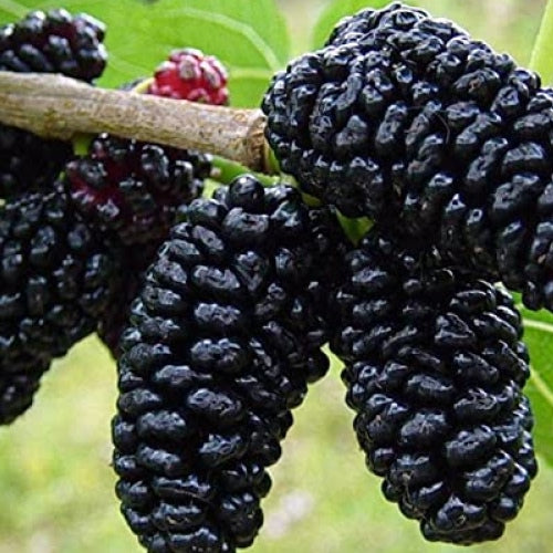 mulberry root extract