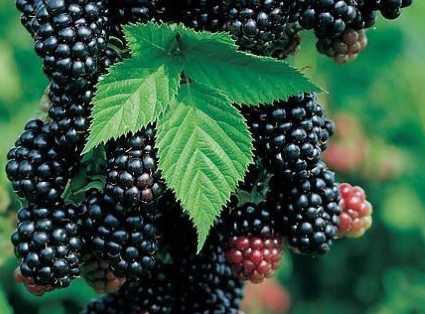 mulberry extract