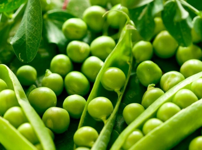 pea protein