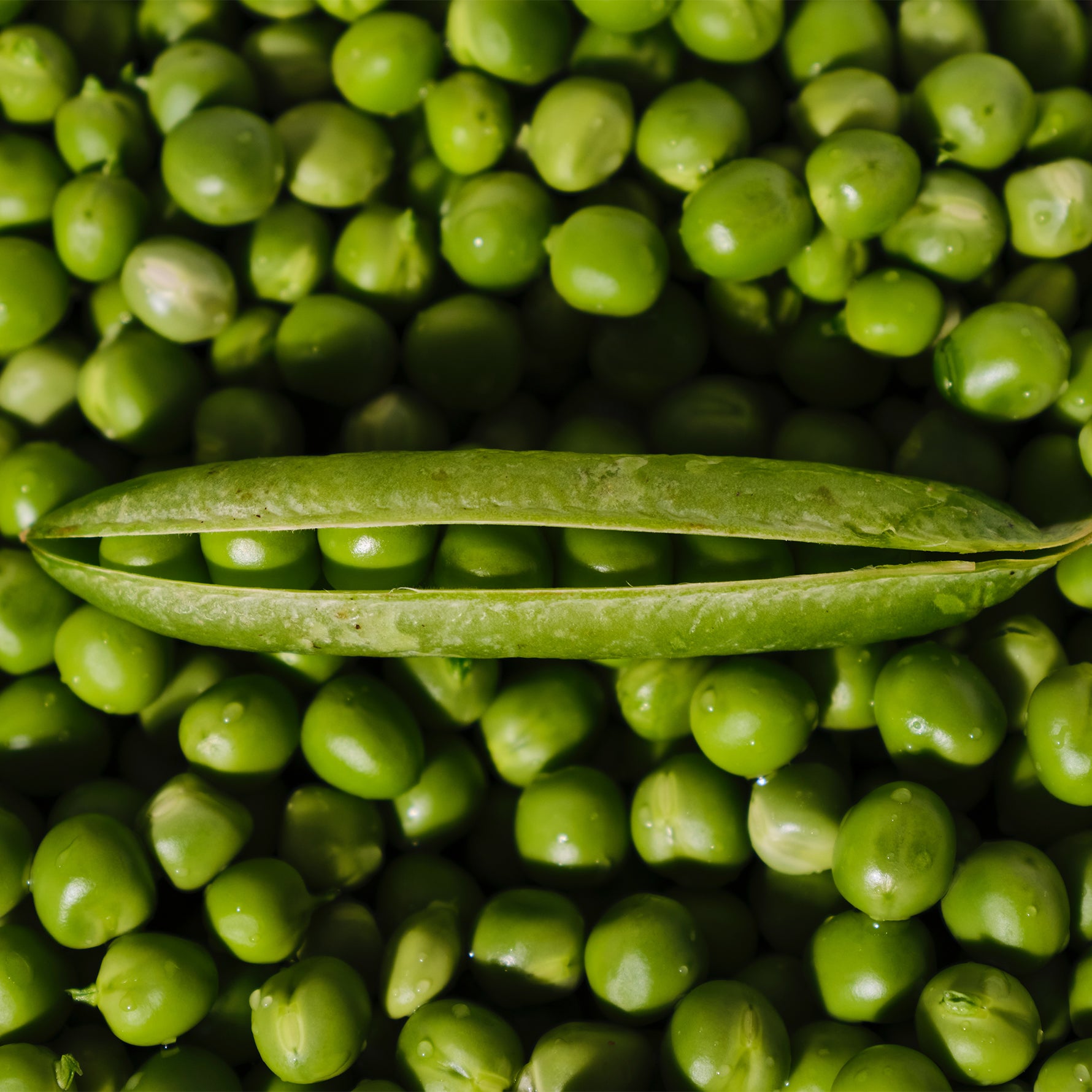 Pea protein