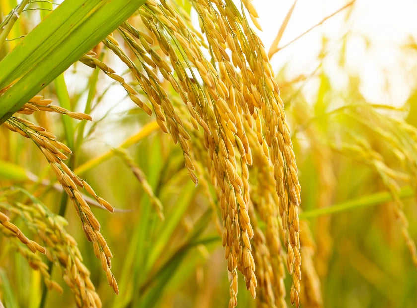 rice milk extract