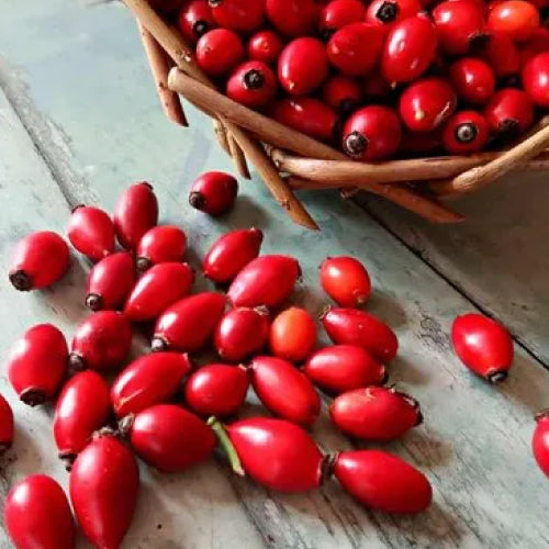 rosehip seed oil