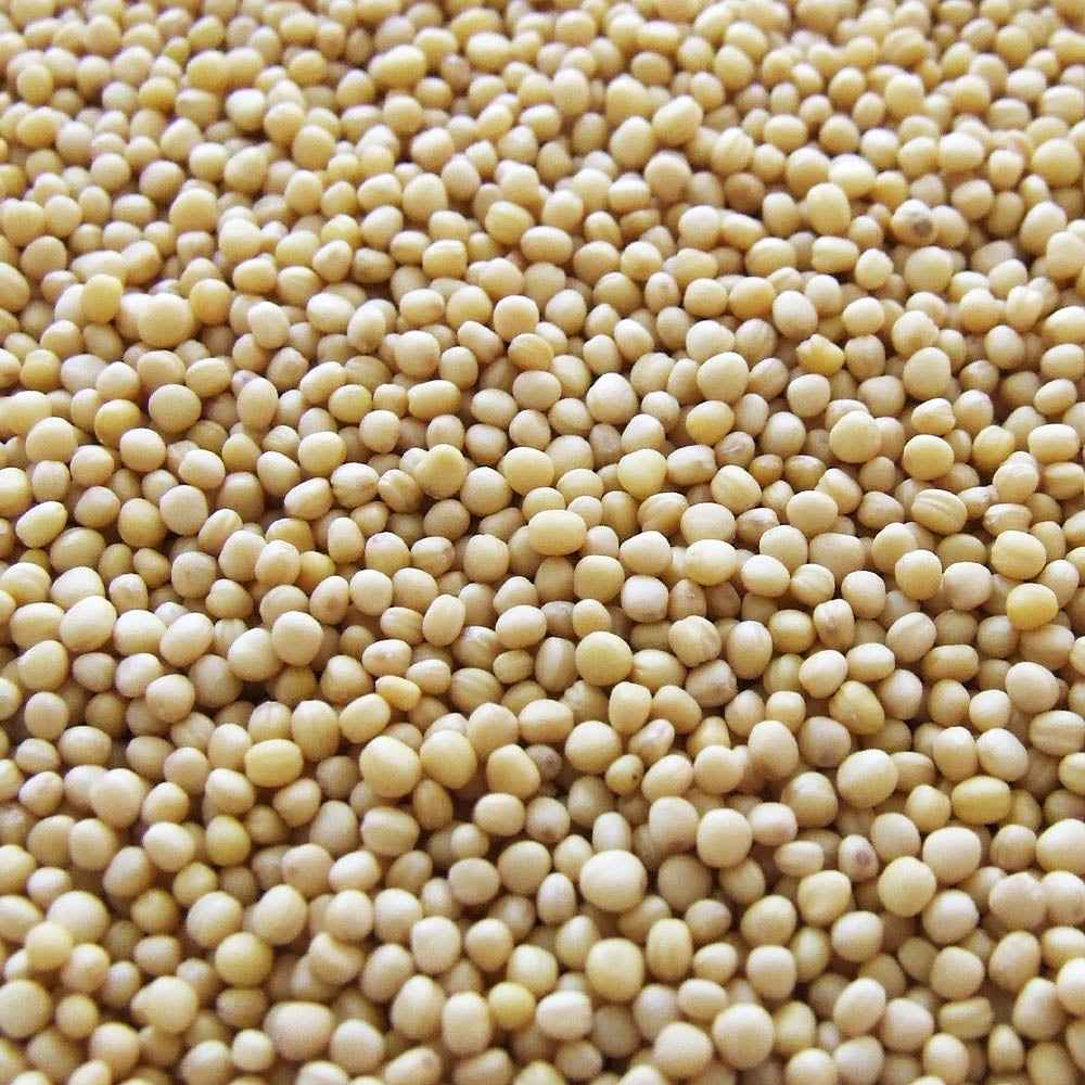 soy milk extract
