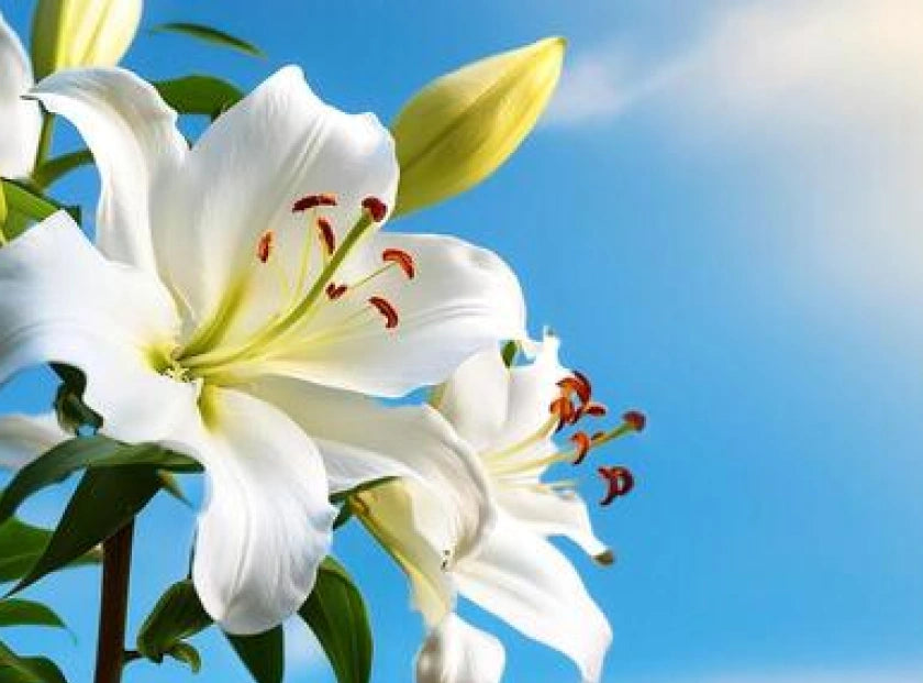 white lily essential oil