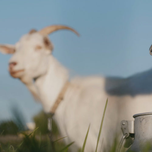 goat milk from Vilvah farm