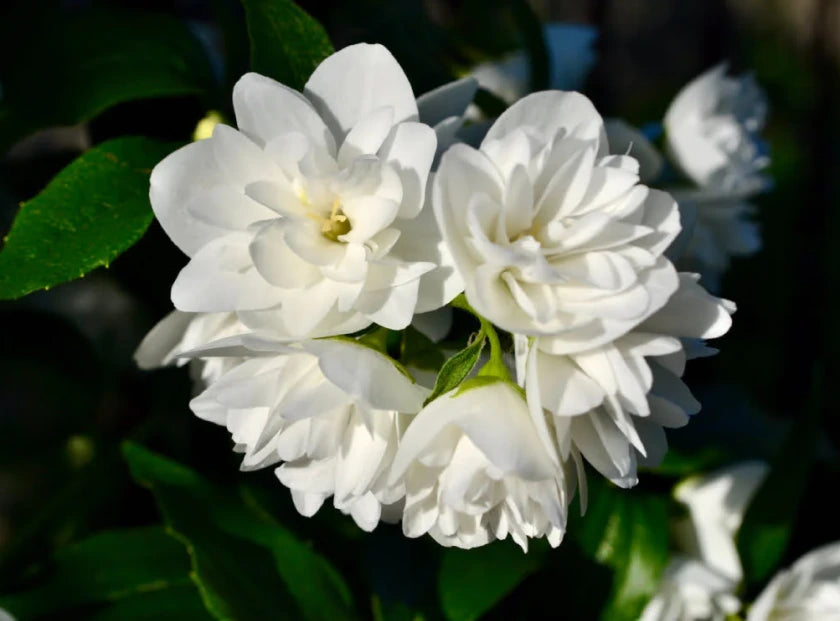 jasmine