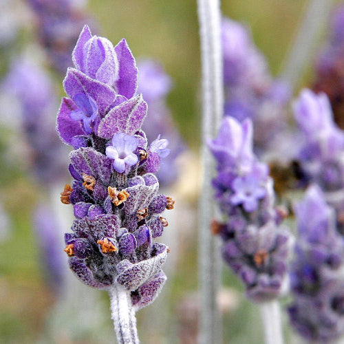 lavendar essential oil