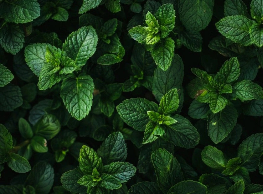mint
