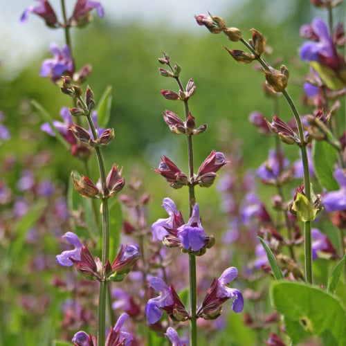 sage essential oil