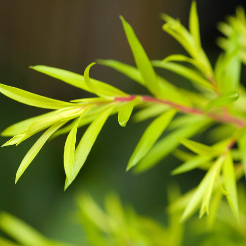 tea tree water