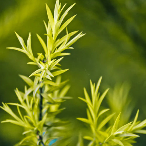 tea tree hydrosol
