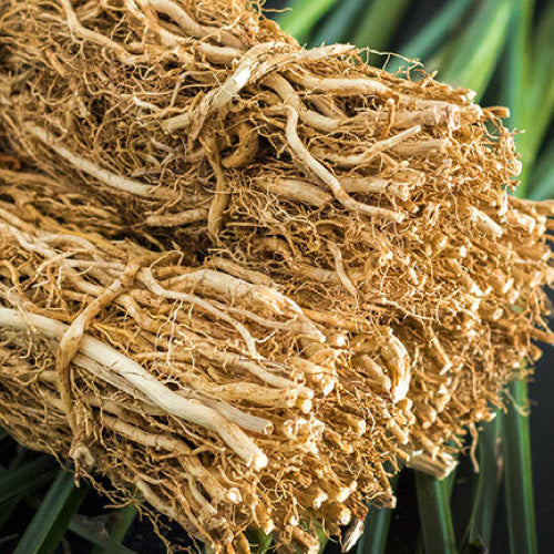 vetiver